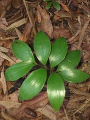 Zamia huilensis