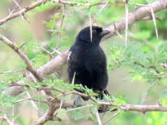 Melaniparus niger niger