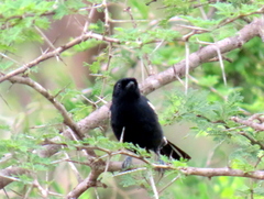 Melaniparus niger niger
