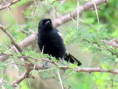 Melaniparus niger niger