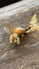 Apis mellifera