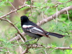 Melaniparus niger niger