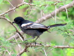 Melaniparus niger niger