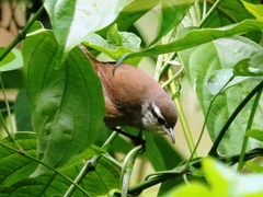 Cantorchilus modestus