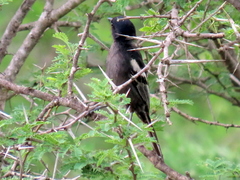 Melaniparus niger niger