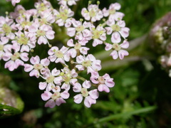 Mutellina purpurea