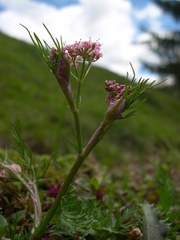 Mutellina purpurea