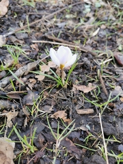 Crocus vernus