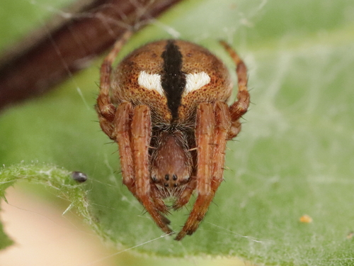 Representative image of Agalenatea redii