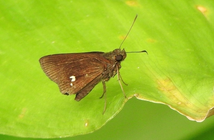Sodalia argyrospila