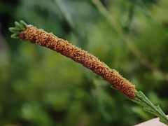 Cochlidium serrulatum