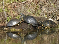 Trachemys scripta image