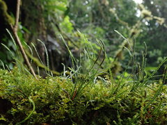 Cochlidium serrulatum