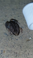 Anura