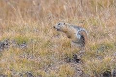 Urocitellus undulatus