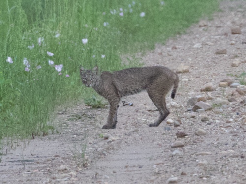 Bobcat photographed in Oklahoma
