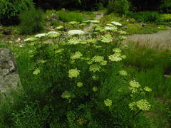 Ligusticum lucidum