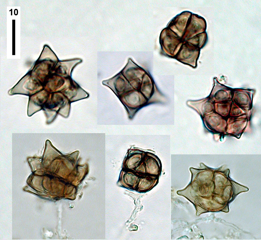 Oncopodiella