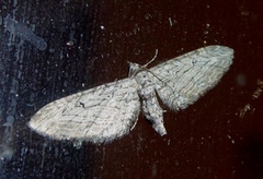 Eupithecia unedonata