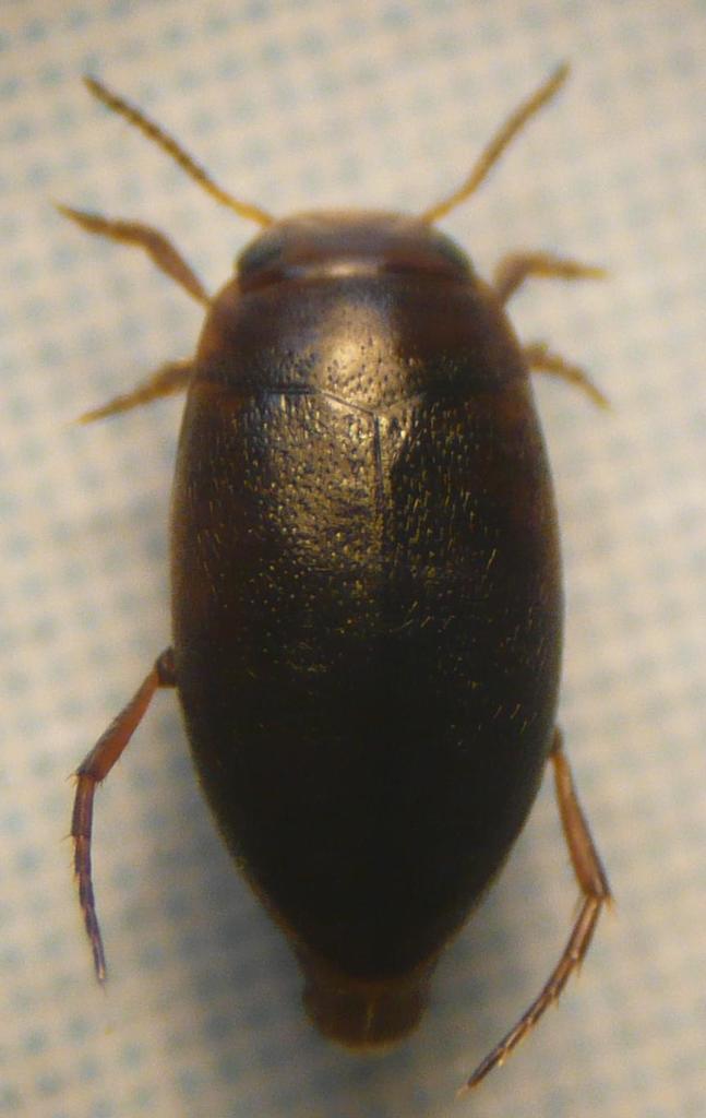 Hydroporus obscurus