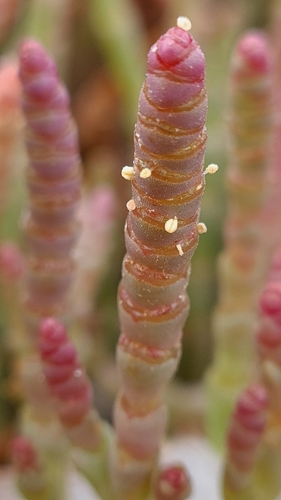 Salicornia image