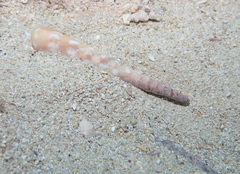 Terebra guttata