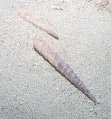 Terebra guttata