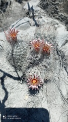 Escobaria dasyacantha