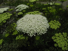 Ligusticum lucidum