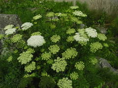 Ligusticum lucidum