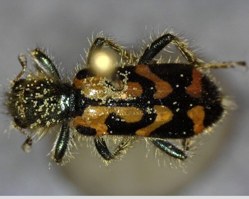 iNaturalist observation photo of Ornate Checkered Beetle