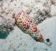 Mitra papalis