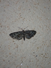 Eupithecia cocciferata