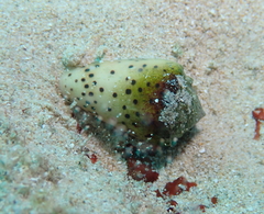Conus pulicarius