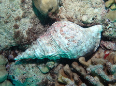 Charonia tritonis