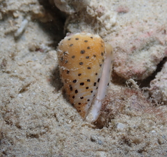 Conus pulicarius