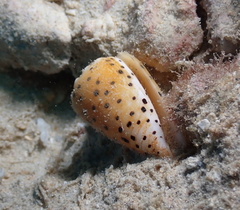 Conus pulicarius