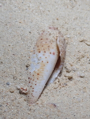 Conus nussatella