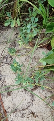 Acicarpha bonariensis