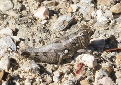 Agroecotettix modestus