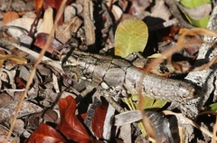 Agroecotettix modestus