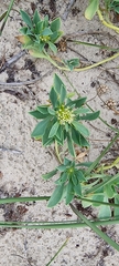 Acicarpha bonariensis