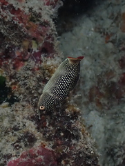 Anampses chrysocephalus