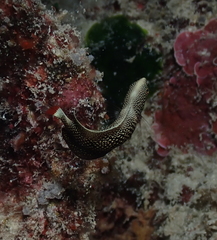 Anampses chrysocephalus