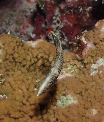 Anampses chrysocephalus