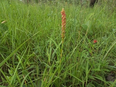 Satyrium coriophoroides