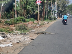 Varanus salvator