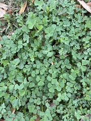 Medicago arabica