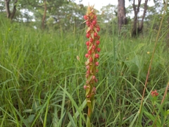 Satyrium coriophoroides