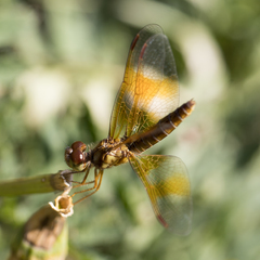Perithemis icteroptera